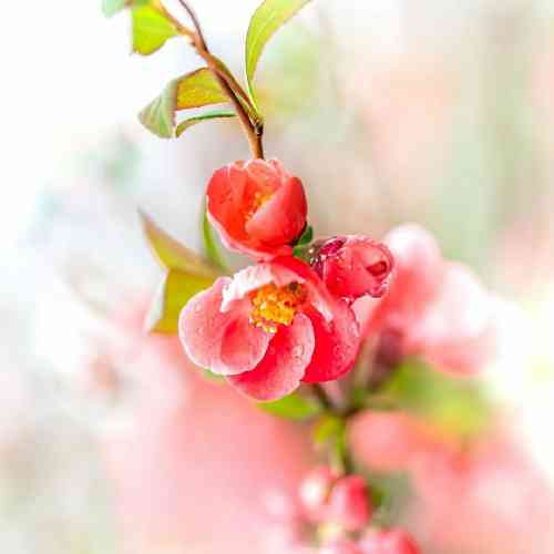  سیگار تو یه دستم بعد تو خاکستره بین منو تو عشقم دیدی کی عاشق تره